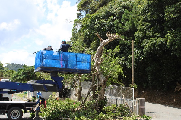 ガジュマル伐採