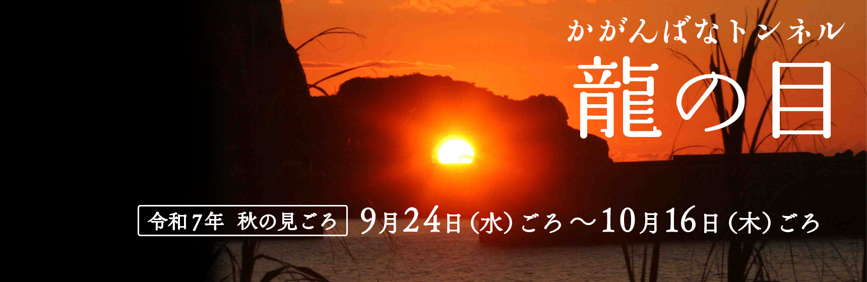 龍の目
かがんばなトンネル　今年秋の見ごろについて　詳しくはリンク先をご確認ください