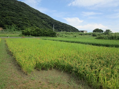 令和４年度稲刈り1