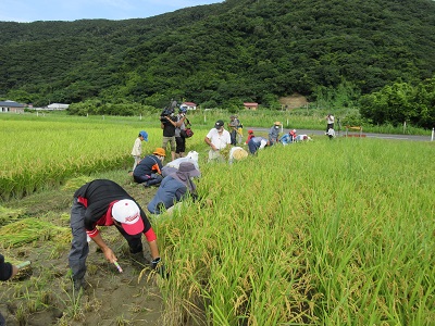 令和4年度稲刈り2