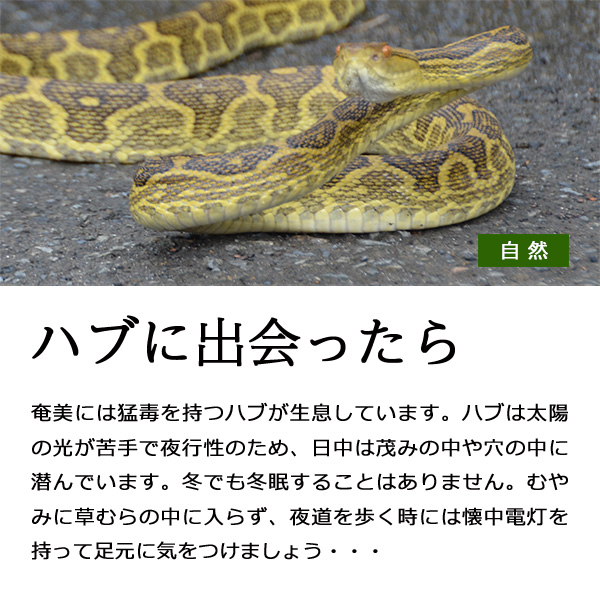 ハブに出会ったら 詳細はリンク先を参照
