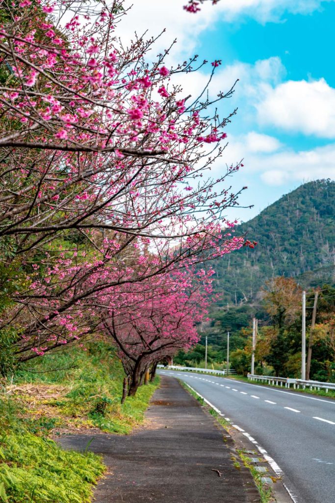 秋名桜