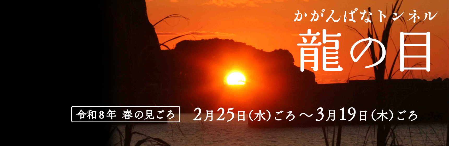 春分の日前の龍の目の見ごろ