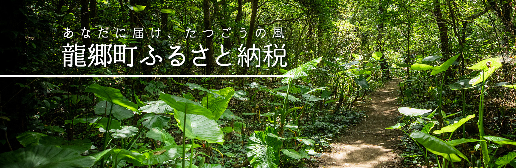 あなたに届け、たつごうの風 龍郷町ふるさと納税