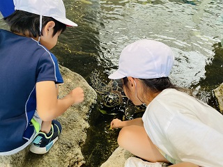 亀にえさやり